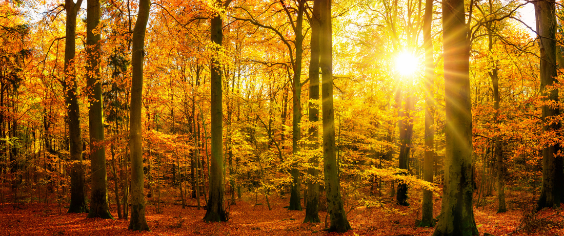 Why Do Leaves Change Colour in Autumn?
