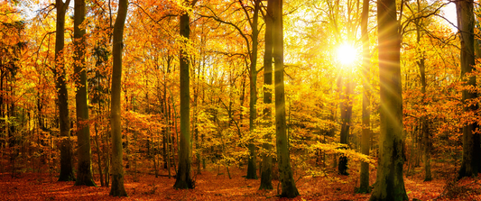 Why Do Leaves Change Colour in Autumn?
