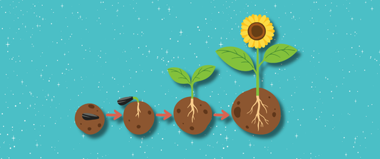 Illustration showing the stages of plant growth from seed to flowering sunflower, with roots developing in soil.
