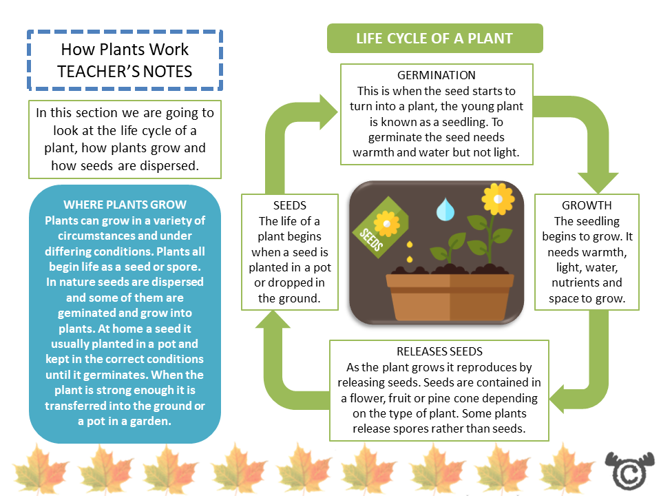 Teacher’s notes from Plants Science pack, Second Level
